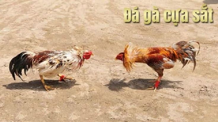 Đá gà cựa sắt là gì
