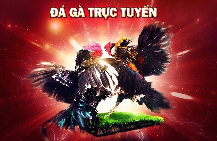 Tổng quan về đá gà trực tiếp